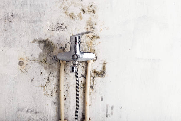 Glenview, IL Mold Remediation Company