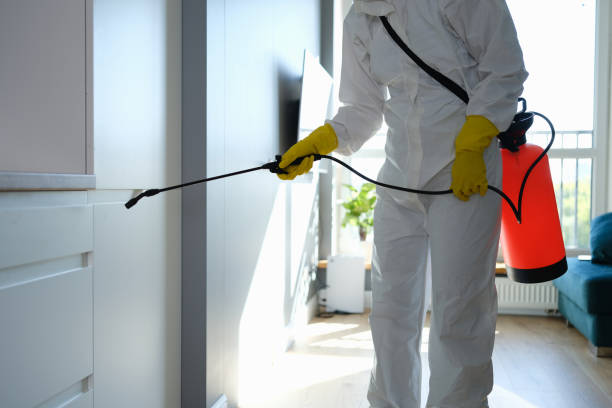 Best Post-Flood Mold Remediation in Glenview, IL