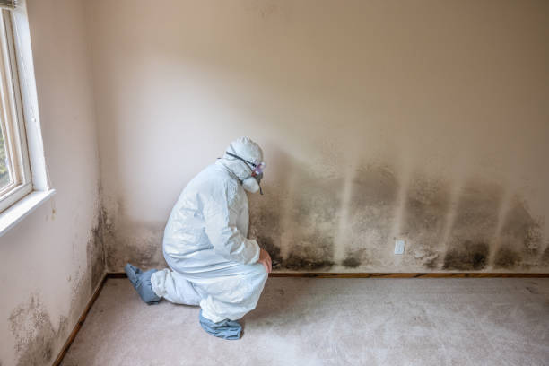 Professional Mold Remediation in Glenview, IL