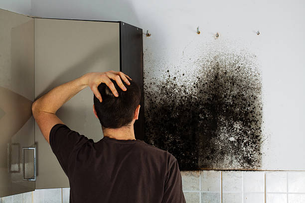 Best Attic Mold Remediation in Glenview, IL
