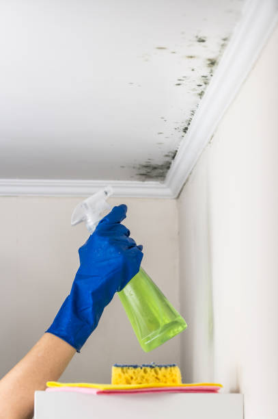 Best HVAC Mold Remediation in Glenview, IL