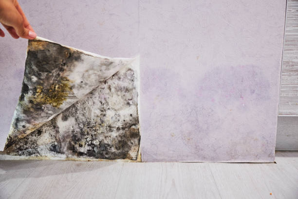 Best Kitchen Mold Remediation in Glenview, IL